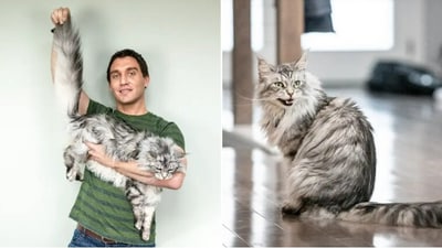 Picture of the cat who broke the world record for the longest tail. (Guinness World Record) Picture of the cat who broke the world record for the longest tail. (Guinness World Record)