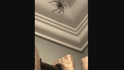 The image shows a huge spider on the corner of a ceiling. (Facebook/@British Spider Identification Group) The image shows a huge spider on the corner of a ceiling. (Facebook/@British Spider Identification Group)