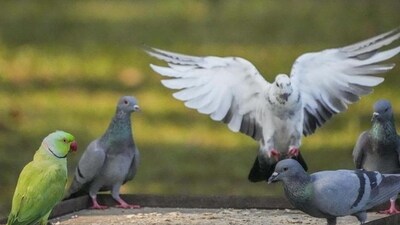 Of the total of 942 species evaluated, long-term trends could be determined for 338 species. (Agencies)