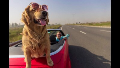 On International Dog Day, pamper your furry friends and spend some time with them (Photo: Shutterstock) On International Dog Day, pamper your furry friends and spend some time with them (Photo: Shutterstock)