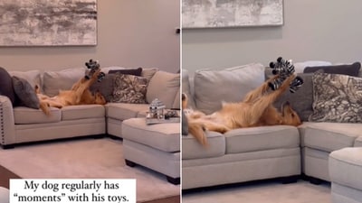 The image shows a dog sleeping on a couch with its toy. (Reddit/@Fair_External_4174) The image shows a dog sleeping on a couch with its toy. (Reddit/@Fair_External_4174)