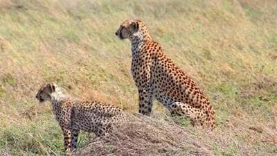 Six adult cheetahs have died in Kuno since the translocation of 20 big cats to India (File Photo) Six adult cheetahs have died in Kuno since the translocation of 20 big cats to India (File Photo)