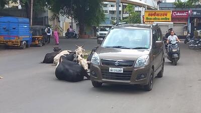 Stray cattle sitting on the middle of the road near Sahakarnagar cause inconvenience to motorists, riders, on Friday. (Ravindra Joshi/HT PHOTO)
