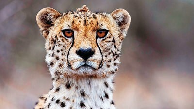 The Madhya Pradesh government is planning a cheetah safari in the Saisaipura area of the Kuno National Park (KNP) to boost tourism and generate revenue, a forest official aware of the matter said on Friday. (File photo) The Madhya Pradesh government is planning a cheetah safari in the Saisaipura area of the Kuno National Park (KNP) to boost tourism and generate revenue, a forest official aware of the matter said on Friday. (File photo)