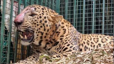 The maneater leopard walked into the cage placed in the forested area of village Jalalpur and was trapped, said Ramesh Chandra (Sourced) The maneater leopard walked into the cage placed in the forested area of village Jalalpur and was trapped, said Ramesh Chandra (Sourced)