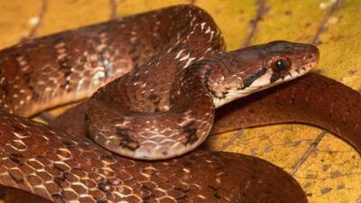 The new genus has been named Sahyadriophi Uttaraghati (HT Photo/sourced)