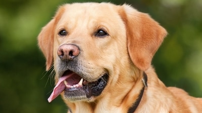 International Dog Day founded by Animal Welfare Advocate and Pet Lifestyle Expert Collen Paige is observed every year on August 26. (Pixabay) International Dog Day founded by Animal Welfare Advocate and Pet Lifestyle Expert Collen Paige is observed every year on August 26. (Pixabay)