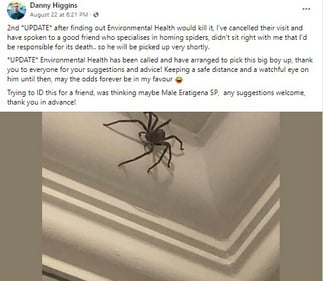 A screenshot of a post about a spider on Facebook. (Facebook/@British Spider Identification Group) A screenshot of a post about a spider on Facebook. (Facebook/@British Spider Identification Group)