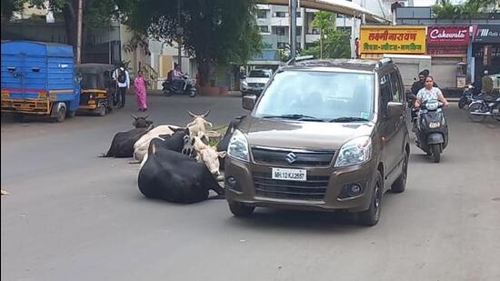 Stray cattle sitting on the middle of the road near Sahakarnagar cause inconvenience to motorists, riders, on Friday. (Ravindra Joshi/HT PHOTO)