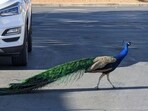 This undated photo provided by Felicity Carter shows Pete, a Las Vegas neighborhood peacock that was killed with a hunter's bow and arrow in August 2023. Authorities are trying to find who was behind it. (Felicity Carter via AP)