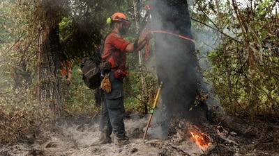 A firefighter with the British Columbia Wildfire Service Titan unit crew marks a dangerous tree on the southeastern flank of the Bush Creek wildfire in Turtle Valley. (REUTERS)