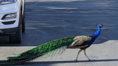 This undated photo provided by Felicity Carter shows Pete, a Las Vegas neighborhood peacock that was killed with a hunter's bow and arrow in August 2023. Authorities are trying to find who was behind it. (Felicity Carter via AP) (AP) This undated photo provided by Felicity Carter shows Pete, a Las Vegas neighborhood peacock that was killed with a hunter's bow and arrow in August 2023. Authorities are trying to find who was behind it. (Felicity Carter via AP) (AP)