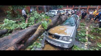 There have been numerous instances of damage to property and vehicles due to tree collapse in Chandigarh. (HT File) There have been numerous instances of damage to property and vehicles due to tree collapse in Chandigarh. (HT File)