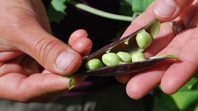 Eating more legumes and reducing red meat can improve bone health. Eating more legumes and reducing red meat can improve bone health.