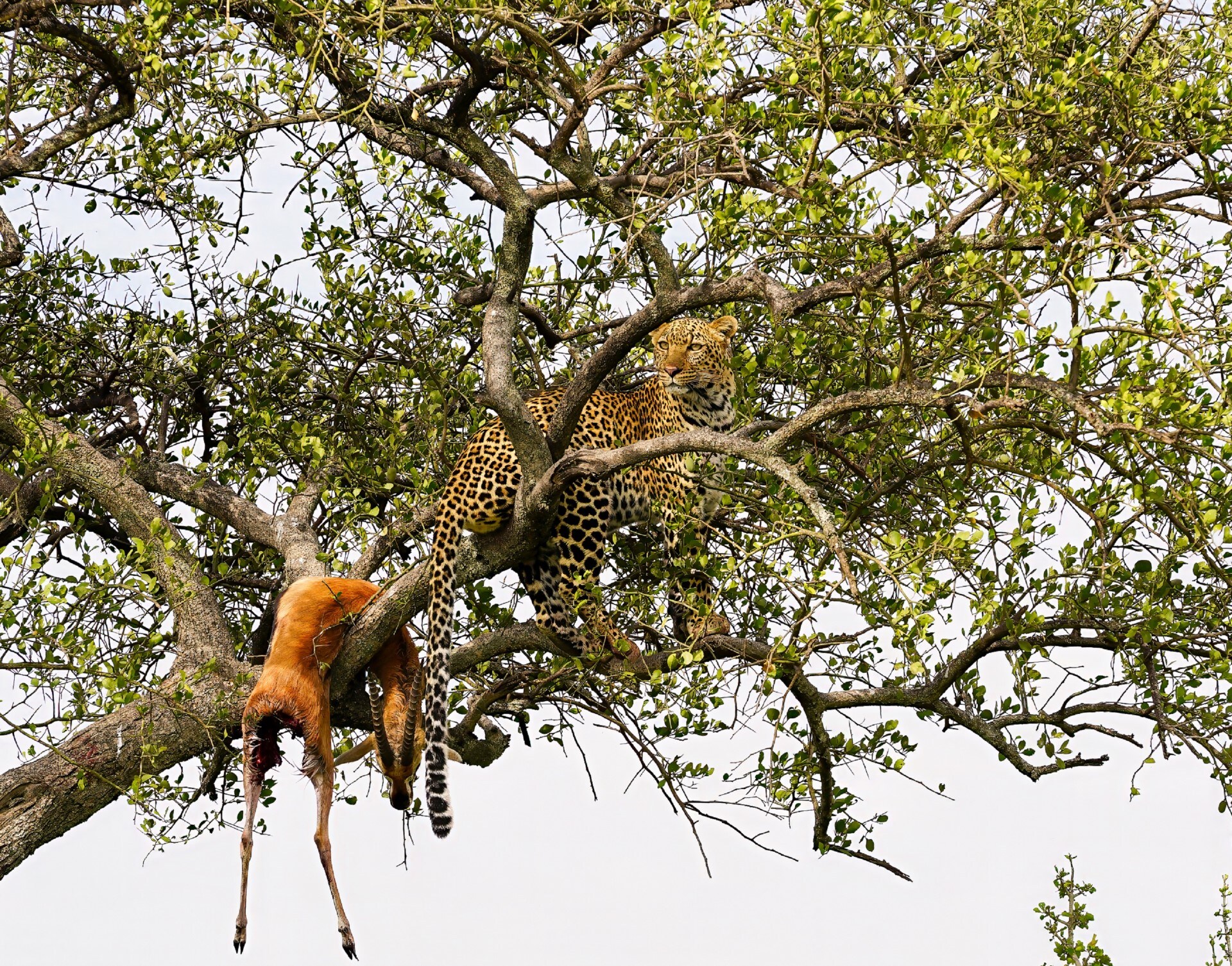 Leopard and gazelle kill, Masai Mara. (PHOTO: TARUN KAKAR)