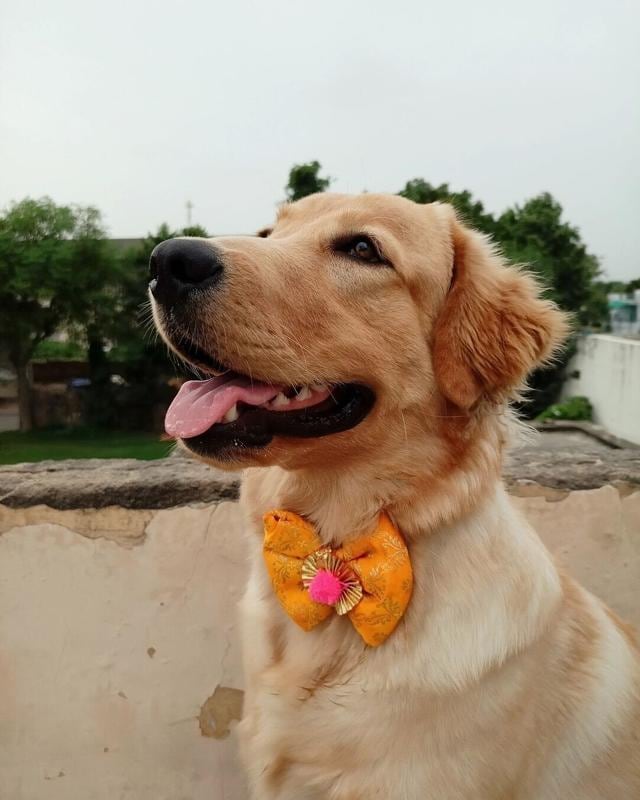 Ally sports a handmade bow-style Rakhi. Ally sports a handmade bow-style Rakhi.