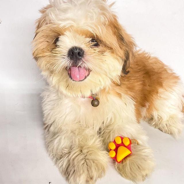 Ro poses with a paw-themed Rakhi. Ro poses with a paw-themed Rakhi.