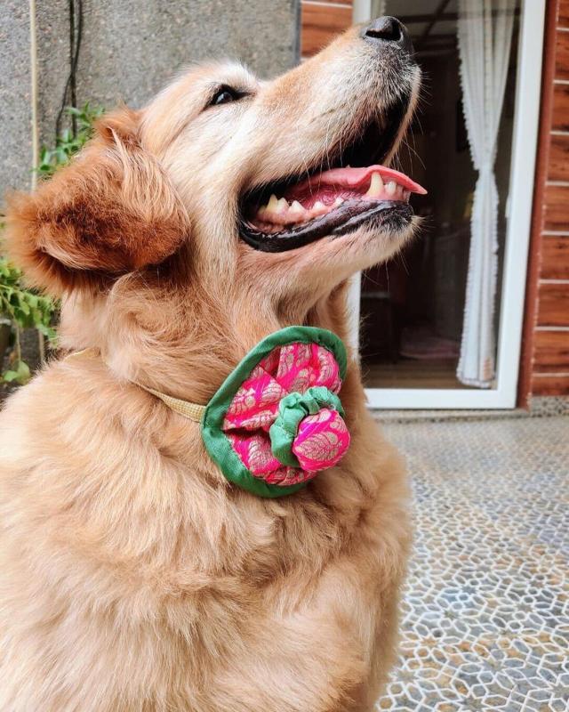 Brocade Rakhis are a hit among pet parents this year. Brocade Rakhis are a hit among pet parents this year.