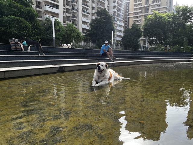 Coco, the St Bernard, loves to chill in the park’s pools. (Photo: Kriti Kambiri/HT) Coco, the St Bernard, loves to chill in the park’s pools. (Photo: Kriti Kambiri/HT)
