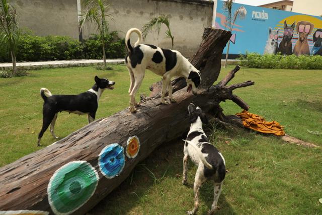 Several dog lovers feed the two dog families who reside inside the park. (Photo: Raajessh Kashyap/HT) Several dog lovers feed the two dog families who reside inside the park. (Photo: Raajessh Kashyap/HT)
