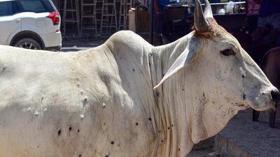 The Pimpri Chinchwad Municipal Corporation (PCMC) has appointed squads for the immunisation and treatment of cattle in their jurisdiction. (REPRESENTATIVE PHOTO) The Pimpri Chinchwad Municipal Corporation (PCMC) has appointed squads for the immunisation and treatment of cattle in their jurisdiction. (REPRESENTATIVE PHOTO)
