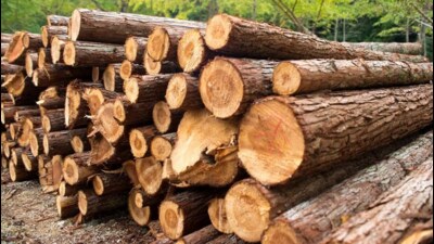 The chief minister said that timber smuggling results in revenue loss for the state Himachal Pradesh government. (HT Photo) The chief minister said that timber smuggling results in revenue loss for the state Himachal Pradesh government. (HT Photo)