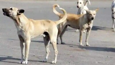 B'luru man stabs another man, mistaking him as owner of dog that barked at him B'luru man stabs another man, mistaking him as owner of dog that barked at him