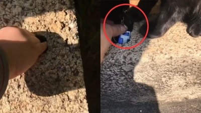 After the keys fell into a tiny hole and all attempts at retrieval failed, a cat stepped in to save the day. (Facebook/Luh Meira) After the keys fell into a tiny hole and all attempts at retrieval failed, a cat stepped in to save the day. (Facebook/Luh Meira)