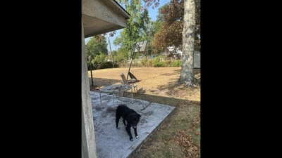 Optical Illusion: Can you see the second dog in this picture? (Reddit/@imafossil) Optical Illusion: Can you see the second dog in this picture? (Reddit/@imafossil)