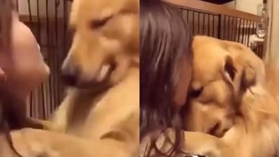 The image shows the dog’s heartwarming reaction upon finding its new pet parent. (X/@buitengebieden) The image shows the dog’s heartwarming reaction upon finding its new pet parent. (X/@buitengebieden)