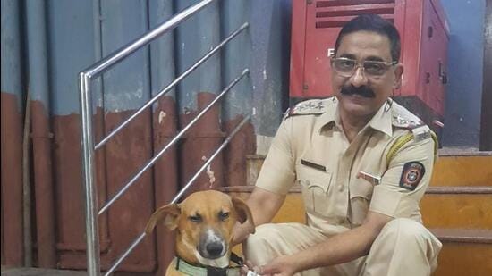 MHB Colony stray dogs tagged with QR code collars