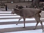 Deer carefully crossing the road using the designated zebra crossing in Japan. Deer carefully crossing the road using the designated zebra crossing in Japan.