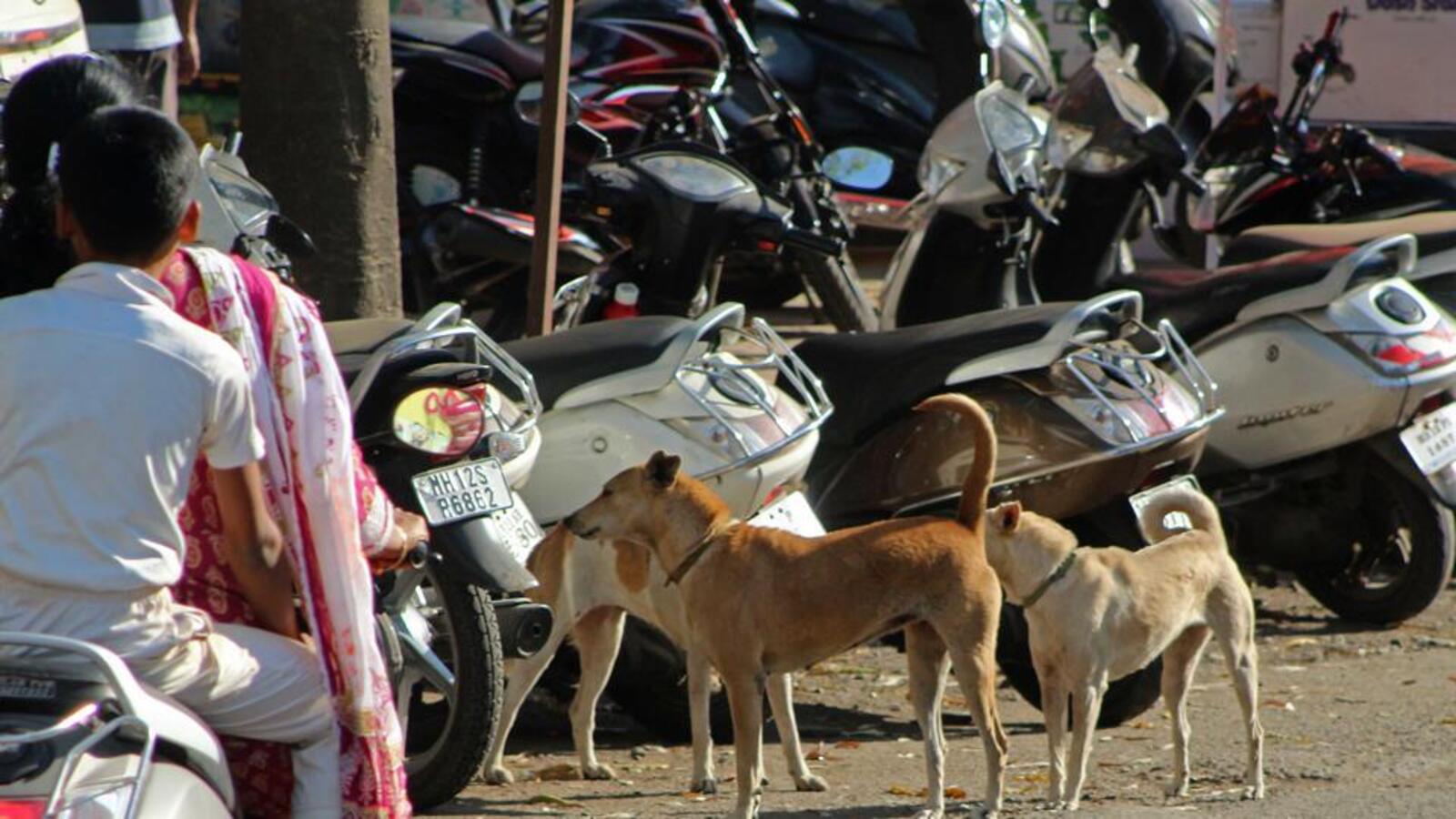 Rise in tick fever cases, sterilisation of infected stray canines put on hold - Vimarsana News