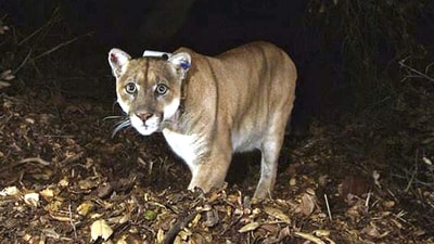 This Nov. 2014, file photo provided by the U.S. National Park Service shows a mountain lion known as P-22, photographed in the Griffith Park area near downtown Los Angeles. The famous Hollywood-roaming mountain lion known as P-22 is drastically underweight and probably was struck and injured by a car, according to wildlife experts Tuesday, Dec. 13, 2022, who are giving him a health exam amid concerns about his behavior, including killing a leashed dog. ((U.S. National Park Service, via AP, File)) This Nov. 2014, file photo provided by the U.S. National Park Service shows a mountain lion known as P-22, photographed in the Griffith Park area near downtown Los Angeles. The famous Hollywood-roaming mountain lion known as P-22 is drastically underweight and probably was struck and injured by a car, according to wildlife experts Tuesday, Dec. 13, 2022, who are giving him a health exam amid concerns about his behavior, including killing a leashed dog. ((U.S. National Park Service, via AP, File))