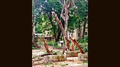 The lush green campus of SPPU is home to various types of flora and fauna, with some trees more than hundred years old. (HT PHOTO) The lush green campus of SPPU is home to various types of flora and fauna, with some trees more than hundred years old. (HT PHOTO)