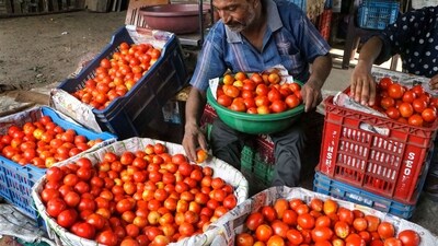 Tomato prices decline sharply in Karnataka to  ₹20 per kilogram. More details