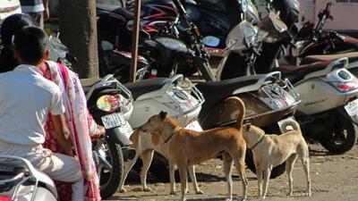 Veterinarians and PMC veterinary department have reported a surge in tick fever cases among dogs, pet and stray, attributed to the ongoing monsoon. (HT) Veterinarians and PMC veterinary department have reported a surge in tick fever cases among dogs, pet and stray, attributed to the ongoing monsoon. (HT)