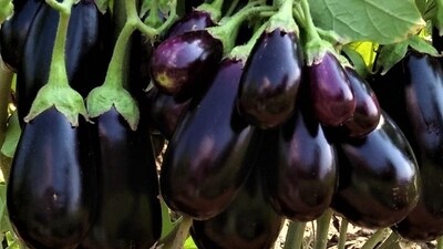 Brinjal, bestowed with a host of bioactive compounds, has potential in combating cancer cells. The compound solasodine rhamnosyl glycosides (SRGs) in eggplants have been shown to cause the death of tumour cells and lower the recurrence of certain types of cancer. (HT Photo) Brinjal, bestowed with a host of bioactive compounds, has potential in combating cancer cells. The compound solasodine rhamnosyl glycosides (SRGs) in eggplants have been shown to cause the death of tumour cells and lower the recurrence of certain types of cancer. (HT Photo)