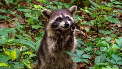 A raccoon got stuck in a bathroom and had to be rescued by police. (Unsplash) A raccoon got stuck in a bathroom and had to be rescued by police. (Unsplash)