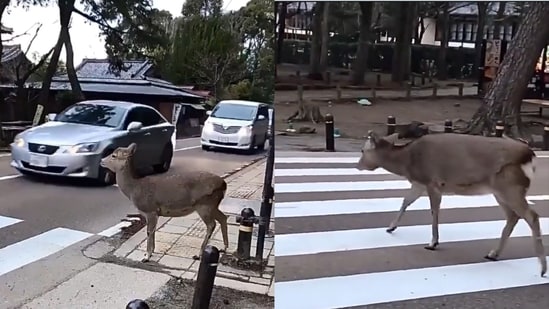 Deer carefully crossing the road using the designated zebra crossing in Japan. (X/@TansuYegen)