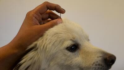At present, the annual pet dog registration fee is ₹500 in South and East Delhi, and ₹50 in North Delhi, according to officials. The three erstwhile civic bodies were unified in May 2022. (AFP) At present, the annual pet dog registration fee is ₹500 in South and East Delhi, and ₹50 in North Delhi, according to officials. The three erstwhile civic bodies were unified in May 2022. (AFP)