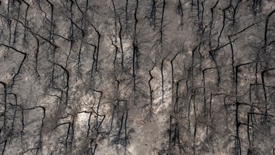 Greece Wildfires: Burnt trees in a forest following a wildfire in the National Park of Dadia, Alexandroupolis, Greece. (Bloomberg) Greece Wildfires: Burnt trees in a forest following a wildfire in the National Park of Dadia, Alexandroupolis, Greece. (Bloomberg)