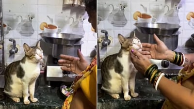 The image shared on Instagram shows a woman speaking with a cat sitting atop a kitchen counter. (Instagram/@straycatslover) The image shared on Instagram shows a woman speaking with a cat sitting atop a kitchen counter. (Instagram/@straycatslover)