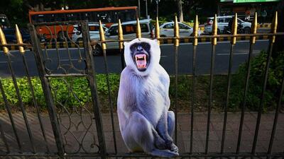 Langur cut-outs at SP Marg, in New Delhi on Tuesday. (Vipin Kumar/HT) Langur cut-outs at SP Marg, in New Delhi on Tuesday. (Vipin Kumar/HT)
