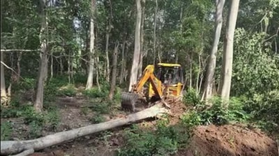 The felling of a maximum of five trees in a year will be allowed for domestic purposes, the Himachal government statement said. (HT File Photo)