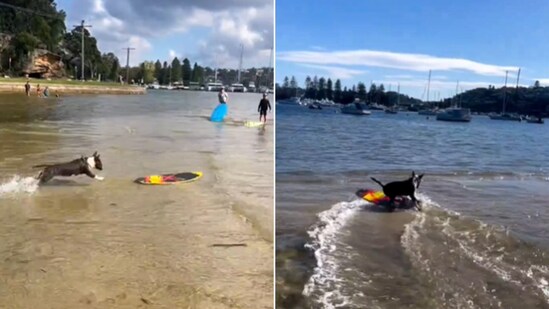 The image shows a dog named Rufus on water in a skimboard. (Instagram/@minibullrufu)