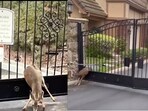 Snapshot of the deer stuck in between a gate. Snapshot of the deer stuck in between a gate.