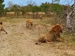 Snapshot of hyenas attacking a lion.