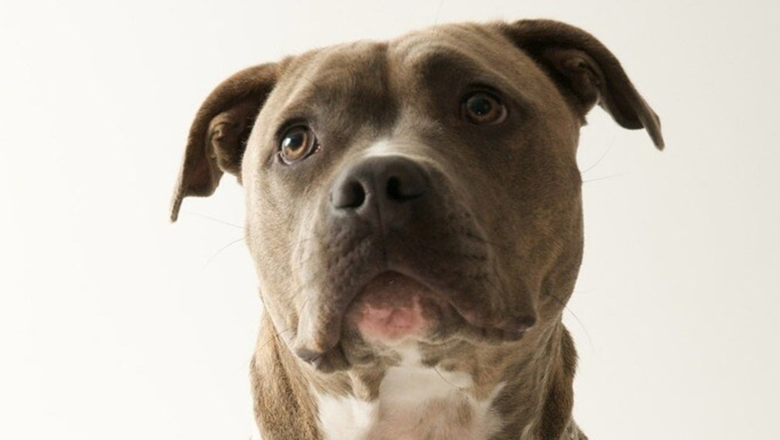 'Terrifying' attack by aunt's therapy dog at NYC house leaves boy, 11, injured | World News - Vimarsana News