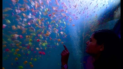 A visitor taking a tour of the aquarium tunnels at the carnival (Photos: Ravi Kumar/HT)